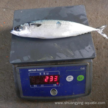 Frozen Bqf Mackerel Size 200-300g 300-500g With 5%Glaze